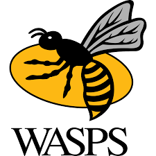 Wasps Ladies
